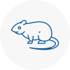 Rat Control Hamilton